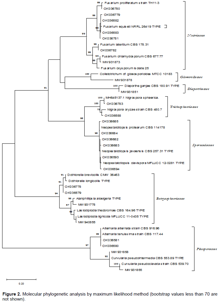 Frontiers  Characterization of fungal pathogens and germplasm