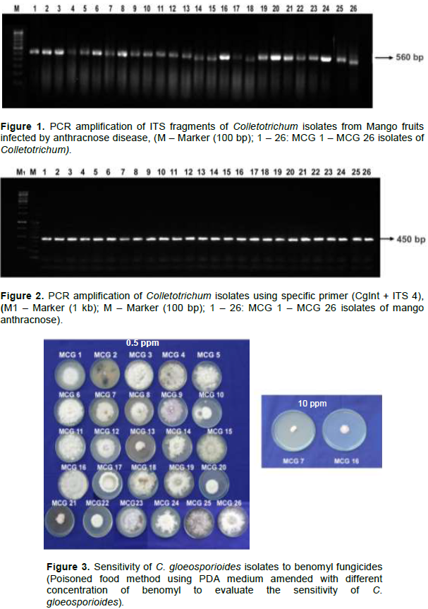 African Journal Of Microbiology Research Detection Of I Tubulin Gene From Benomyl Sensitive Isolates Of Colletotrichum Gloeosporioides Causing Anthracnose Disease In Mango