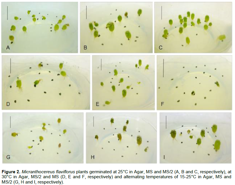 African Journal of Biotechnology - micropropagation of two species of  micranthocereus (cactaceae) with ornamental potential native to bahia,  brazil