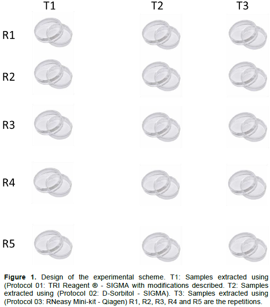 African Journal Of Biotechnology Evaluation Of Different Methods For Total Rna Extraction From Thaumastocoris Peregrinus