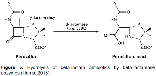 lactam hydrolysis