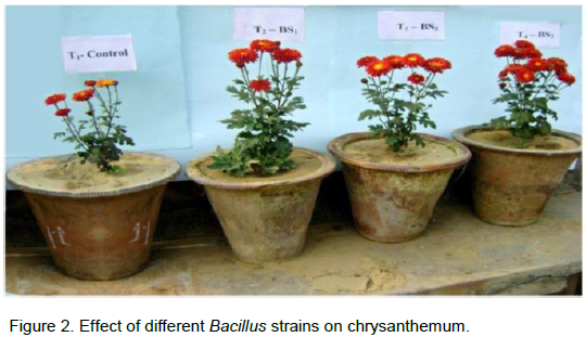 African Journal Of Microbiology Research Response Of Single And Co Inoculation Of Plant Growth Promoting Rhizobacteria On Growth Flowering And Nutrient Content Of Chrysanthemum