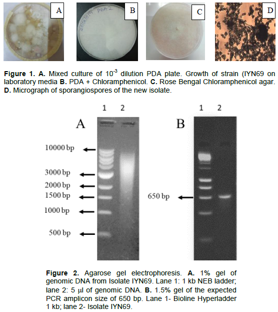 African Journal Of Microbiology Research Isolation Of An Emerging Thermotolerant Medically Important Fungus Lichtheimia Ramosa From Soil