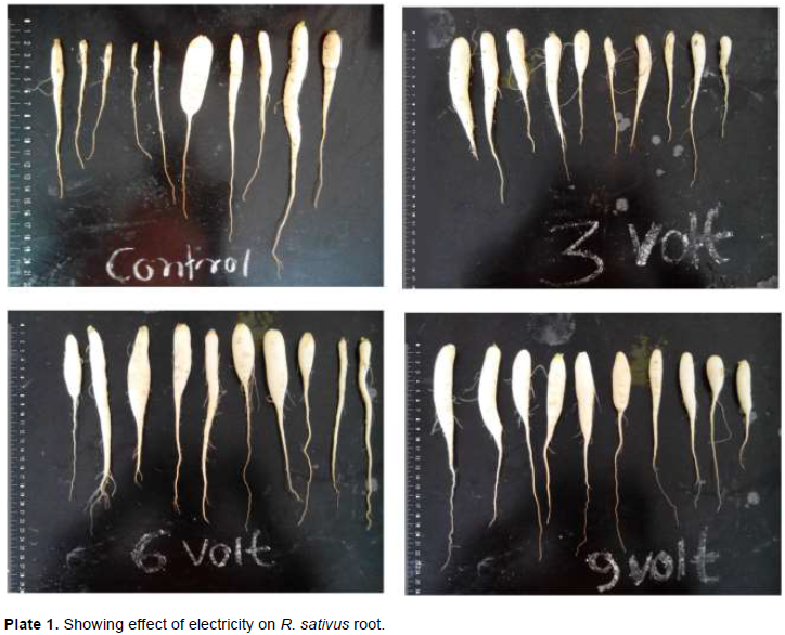 High Voltage Static & Electroculture To Increase Plant Growth